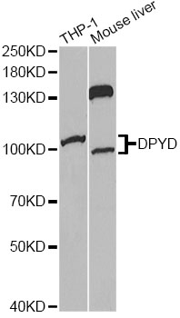 DPYD / DPD Antibody - Western blot analysis of extracts of various cell lines, using DPYD antibody at 1:1000 dilution. The secondary antibody used was an HRP Goat Anti-Rabbit IgG (H+L) at 1:10000 dilution. Lysates were loaded 25ug per lane and 3% nonfat dry milk in TBST was used for blocking. An ECL Kit was used for detection.
