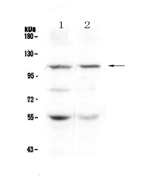 DPYD / DPD Antibody - Western blot - Anti-DPYD antibody