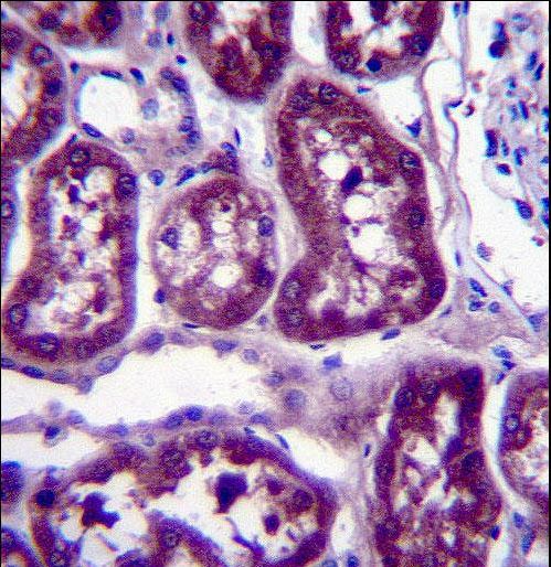 DPYS / Dihydropyrimidinase Antibody - DPYS Antibody immunohistochemistry of formalin-fixed and paraffin-embedded human kidney tissue followed by peroxidase-conjugated secondary antibody and DAB staining.