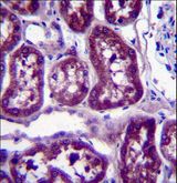 DPYS / Dihydropyrimidinase Antibody - DPYS Antibody immunohistochemistry of formalin-fixed and paraffin-embedded human kidney tissue followed by peroxidase-conjugated secondary antibody and DAB staining.
