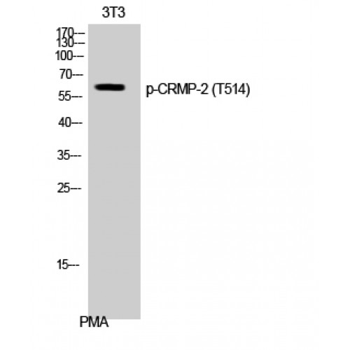 DPYSL2 / CRMP2 Antibody - Western blot of Phospho-CRMP-2 (T514) antibody