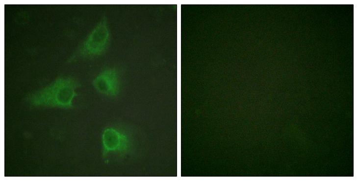 DPYSL2 / CRMP2 Antibody - Peptide - + Immunofluorescence analysis of HeLa cells, using DRP-2 (Ab-514) antibody.