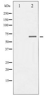 DPYSL2 / CRMP2 Antibody - Western blot of DRP-2 phosphorylation expression in PMA treated NIH-3T3 whole cell lysates,The lane on the left is treated with the antigen-specific peptide.