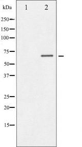 DPYSL2 / CRMP2 Antibody - Western blot analysis of DRP-2 phosphorylation expression in PMA treated NIH-3T3 whole cells lysates. The lane on the left is treated with the antigen-specific peptide.
