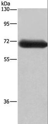 DPYSL3 / CRMP4 Antibody - Western blot analysis of Mouse brain tissue, using DPYSL3 Polyclonal Antibody at dilution of 1:350.
