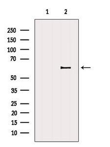 DPYSL5 / CRMP5 Antibody