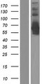 DPYSL5 / CRMP5 Protein - Western validation with an anti-DDK antibody * L: Control HEK293 lysate R: Over-expression lysate