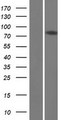 DQX1 Protein - Western validation with an anti-DDK antibody * L: Control HEK293 lysate R: Over-expression lysate