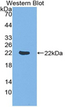 DR1 / NC2 Antibody - Western blot of recombinant DR1.
