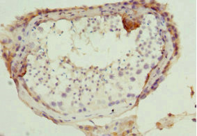 DR1 / NC2 Antibody - Immunohistochemistry of paraffin-embedded human testis at dilution 1:100