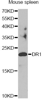 DR1 / NC2 Antibody - Western blot analysis of extracts of mouse spleen, using DR1 antibody at 1:1000 dilution. The secondary antibody used was an HRP Goat Anti-Rabbit IgG (H+L) at 1:10000 dilution. Lysates were loaded 25ug per lane and 3% nonfat dry milk in TBST was used for blocking. An ECL Kit was used for detection and the exposure time was 90s.
