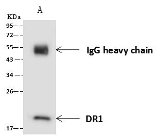 DR1 / NC2 Antibody - DR1 was immunoprecipitated using: Lane A: 0.5 mg Jurkat Whole Cell Lysate. 4 uL anti-DR1 rabbit polyclonal antibody and 60 ug of Immunomagnetic beads Protein A/G. Primary antibody: Anti-DR1 rabbit polyclonal antibody, at 1:100 dilution. Secondary antibody: Goat Anti-Rabbit IgG (H+L)/HRP at 1/10000 dilution. Developed using the ECL technique. Performed under reducing conditions. Predicted band size: 19 kDa. Observed band size: 19 kDa.
