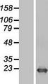 DR1 / NC2 Protein - Western validation with an anti-DDK antibody * L: Control HEK293 lysate R: Over-expression lysate