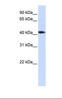 DRAK1 / STK17A Antibody - 293T cell lysate. Antibody concentration: 1.0 ug/ml. Gel concentration: 12%.  This image was taken for the unconjugated form of this product. Other forms have not been tested.