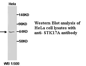 DRAK1 / STK17A Antibody