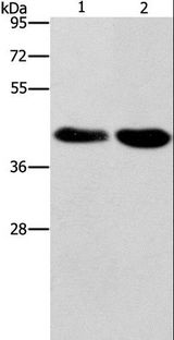 DRAK1 / STK17A Antibody - Western blot analysis of Raji and 293T cell, using STK17A Polyclonal Antibody at dilution of 1:900.