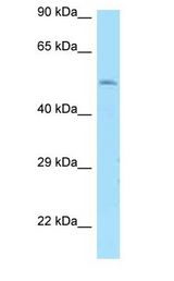 DRD1 / Dopamine Receptor D1 Antibody - DRD1 / Dopamine Receptor D1 antibody Western Blot of 293T.  This image was taken for the unconjugated form of this product. Other forms have not been tested.