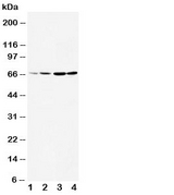 DRD1 / Dopamine Receptor D1 Antibody - Western blot testing of DRD1 antibody and Lane 1: rat testis; 2: rat brain; 3: U87; 4: HeLa cell lysate. The larger than expected size may be due to glycosylation, phosphorylation or DRD1 heterodimerizing with another dopamine receptor (Ref 1).