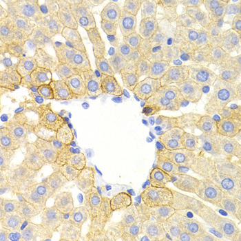 DRD1 / Dopamine Receptor D1 Antibody - Immunohistochemistry of paraffin-embedded rat liver tissue.