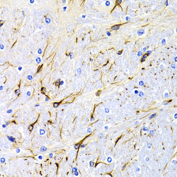 DRD1 / Dopamine Receptor D1 Antibody - Immunohistochemistry of paraffin-embedded mouse brain tissue.