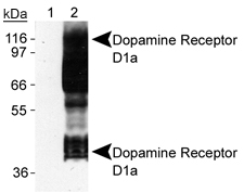 DRD1 / Dopamine Receptor D1 Antibody - Detection of Dopamine Receptor D1b of Sf9 cells transfected with rat D1a. Lane 1: Sf9-D1a lysate Lane 2: Sf9-D1b lysate.  This image was taken for the unconjugated form of this product. Other forms have not been tested.
