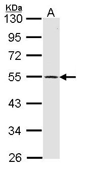 DRD1 / Dopamine Receptor D1 Antibody - Sample (30 ug of whole cell lysate). A: IMR32 10% SDS PAGE. DRD1 antibody diluted at 1:1000. 