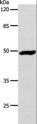 DRD1 / Dopamine Receptor D1 Antibody - Western blot analysis of HeLa cell, using DRD1 Polyclonal Antibody at dilution of 1:1000.