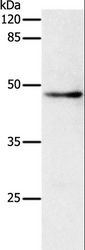 DRD1 / Dopamine Receptor D1 Antibody - Western blot analysis of HeLa cell, using DRD1 Polyclonal Antibody at dilution of 1:500.