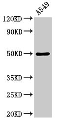 DRD1 / Dopamine Receptor D1 Antibody - Western Blot Positive WB detected in: A549 whole cell lysate All lanes: DRD1 antibody at 3.5µg/ml Secondary Goat polyclonal to rabbit IgG at 1/50000 dilution Predicted band size: 50 kDa Observed band size: 50 kDa