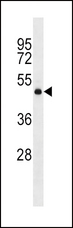 DRD2 / Dopamine Receptor D2 Antibody - DRD2 Antibody western blot of mouse NIH-3T3 cell line lysates (35 ug/lane). The DRD2 antibody detected the DRD2 protein (arrow).