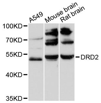 DRD2 / Dopamine Receptor D2 Antibody - Western blot analysis of extracts of various cell lines, using DRD2 antibody at 1:3000 dilution. The secondary antibody used was an HRP Goat Anti-Rabbit IgG (H+L) at 1:10000 dilution. Lysates were loaded 25ug per lane and 3% nonfat dry milk in TBST was used for blocking. An ECL Kit was used for detection and the exposure time was 90s.