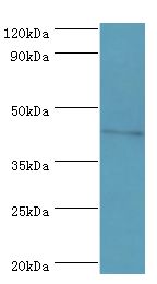 DRD3 / Dopamine Receptor D3 Antibody - Western blot. All lanes: DRD3 antibody at 6 ug/ml+HepG2 whole cell lysate. Secondary antibody: Goat polyclonal to rabbit at 1:10000 dilution. Predicted band size: 44 kDa. Observed band size: 44 kDa.