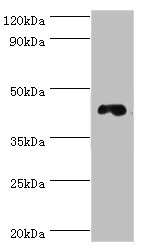 DRD3 / Dopamine Receptor D3 Antibody - Western blot All lanes: DRD3 antibody at 6µg/ml + HepG2 whole cell lysate Secondary Goat polyclonal to rabbit IgG at 1/10000 dilution Predicted band size: 45, 41 kDa Observed band size: 45 kDa