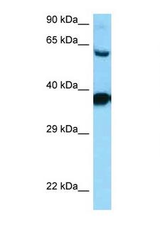 DRD3 / Dopamine Receptor D3 Antibody - DRD3 / Dopamine Receptor D3 antibody Western blot of HepG2 Cell lysate. Antibody concentration 1 ug/ml.  This image was taken for the unconjugated form of this product. Other forms have not been tested.