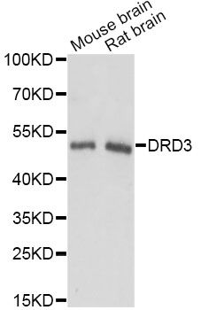 DRD3 / Dopamine Receptor D3 Antibody - Western blot analysis of extracts of various cell lines, using DRD3 antibody at 1:3000 dilution. The secondary antibody used was an HRP Goat Anti-Rabbit IgG (H+L) at 1:10000 dilution. Lysates were loaded 25ug per lane and 3% nonfat dry milk in TBST was used for blocking. An ECL Kit was used for detection and the exposure time was 1s.