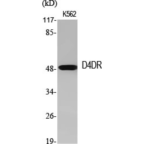 DRD4 / Dopamine Receptor D4 Antibody - Western blot of D4DR antibody