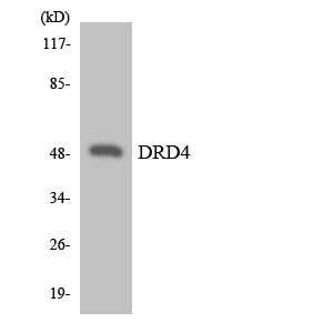 DRD4 / Dopamine Receptor D4 Antibody - Western blot analysis of the lysates from RAW264.7cells using DRD4 antibody.