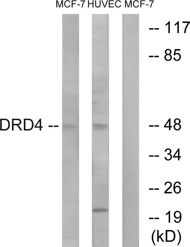 DRD4 / Dopamine Receptor D4 Antibody - Western blot analysis of lysates from MCF-7 and HUVEC cells, using DRD4 Antibody. The lane on the right is blocked with the synthesized peptide.
