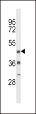 DRD4 / Dopamine Receptor D4 Antibody - Western blot of DRD4 Antibody in mouse heart tissue lysates (35 ug/lane). DRD4 (arrow) was detected using the purified antibody.