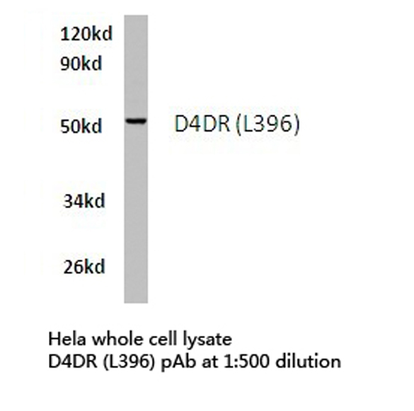 DRD4 / Dopamine Receptor D4 Antibody - Western blot of D4DR (L396) pAb in extracts from HeLa cells.