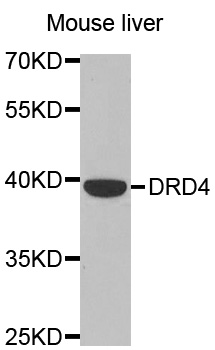 DRD4 / Dopamine Receptor D4 Antibody - Western blot analysis of extracts of Mouse liver tissue, using DRD4 antibody.