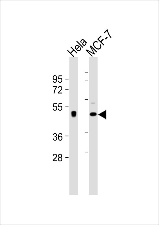 DRD4 / Dopamine Receptor D4 Antibody - All lanes : Anti-Dopamine Receptor D4 Antibody at 1:1000 dilution Lane 1: HeLa whole cell lysates Lane 2: MCF-7 whole cell lysates Lysates/proteins at 20 ug per lane. Secondary Goat Anti-Rabbit IgG, (H+L),Peroxidase conjugated at 1/10000 dilution Predicted band size : 48 kDa Blocking/Dilution buffer: 5% NFDM/TBST.