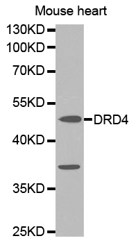DRD4 / Dopamine Receptor D4 Antibody - Western blot analysis of extracts of mouse heart cells.