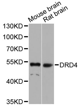 DRD4 / Dopamine Receptor D4 Antibody - Western blot analysis of extracts of various cell lines, using DRD4 antibody at 1:1000 dilution. The secondary antibody used was an HRP Goat Anti-Rabbit IgG (H+L) at 1:10000 dilution. Lysates were loaded 25ug per lane and 3% nonfat dry milk in TBST was used for blocking. An ECL Kit was used for detection and the exposure time was 90s.