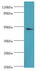DRD5 / Dopamine Receptor D5 Antibody - Western blot. All lanes: DRD5 antibody at 2 ug/ml+mouse brain tissue. Secondary antibody: goat polyclonal to rabbit at 1:10000 dilution. Predicted band size: 53 kDa. Observed band size: 53 kDa.  This image was taken for the unconjugated form of this product. Other forms have not been tested.