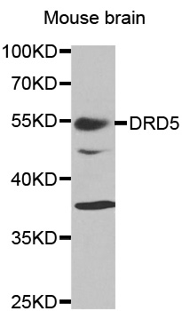 DRD5 / Dopamine Receptor D5 Antibody - Western blot analysis of extracts of mouse brain tissue, using DRD5 antibody.