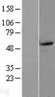 DRD5 / Dopamine Receptor D5 Protein - Western validation with an anti-DDK antibody * L: Control HEK293 lysate R: Over-expression lysate