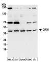 DRG1 / NEDD3 Antibody - Detection of human and mouse DRG1 by western blot. Samples: Whole cell lysate (15 µg) from HeLa, HEK293T, Jurkat, mouse TCMK-1, and mouse NIH 3T3 cells prepared using NETN lysis buffer. Antibody: Affinity purified rabbit anti-DRG1 antibody used for WB at 0.1 µg/ml. Detection: Chemiluminescence with an exposure time of 30 seconds.