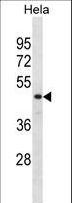 DRG1 / NEDD3 Antibody - DRG1 Antibody western blot of HeLa cell line lysates (35 ug/lane). The DRG1 antibody detected the DRG1 protein (arrow).