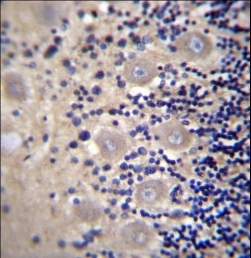 DRG1 / NEDD3 Antibody - DRG1 Antibody immunohistochemistry of formalin-fixed and paraffin-embedded human cerebellum tissue followed by peroxidase-conjugated secondary antibody and DAB staining.